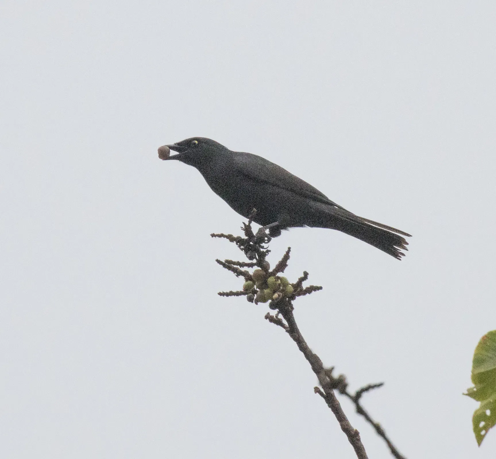 File:Poeoptera kenricki - avocat - 584169022.jpeg