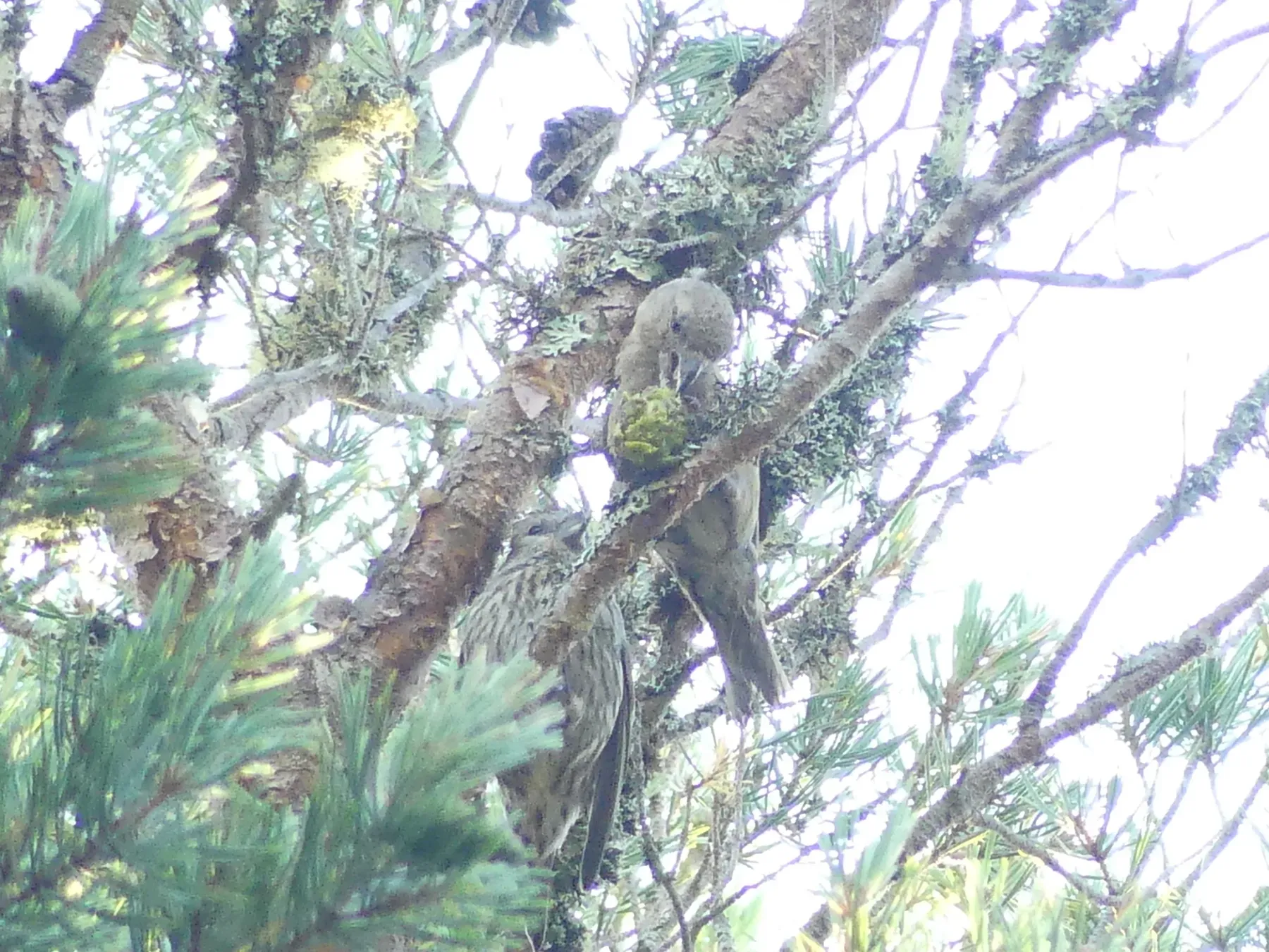 File:Loxia scotica - Simone Littledale - 562388281.jpeg