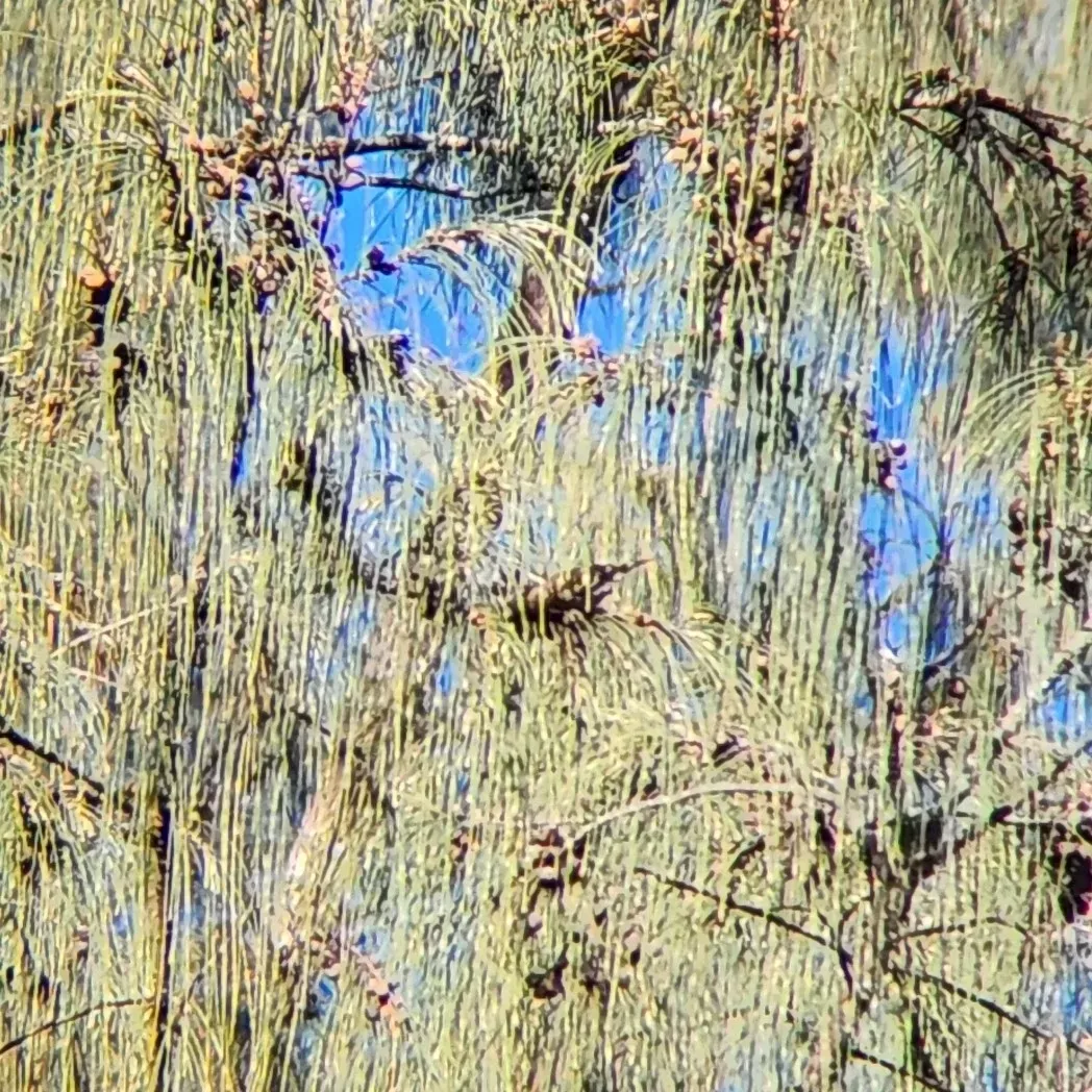 File:Chrysocorythus estherae - Octavianti Shanna - 397180008.jpeg