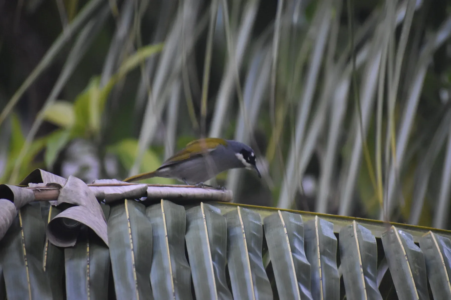 File:Phaenicophilus poliocephalus poliocephalus - Patrick - 250470788.jpeg