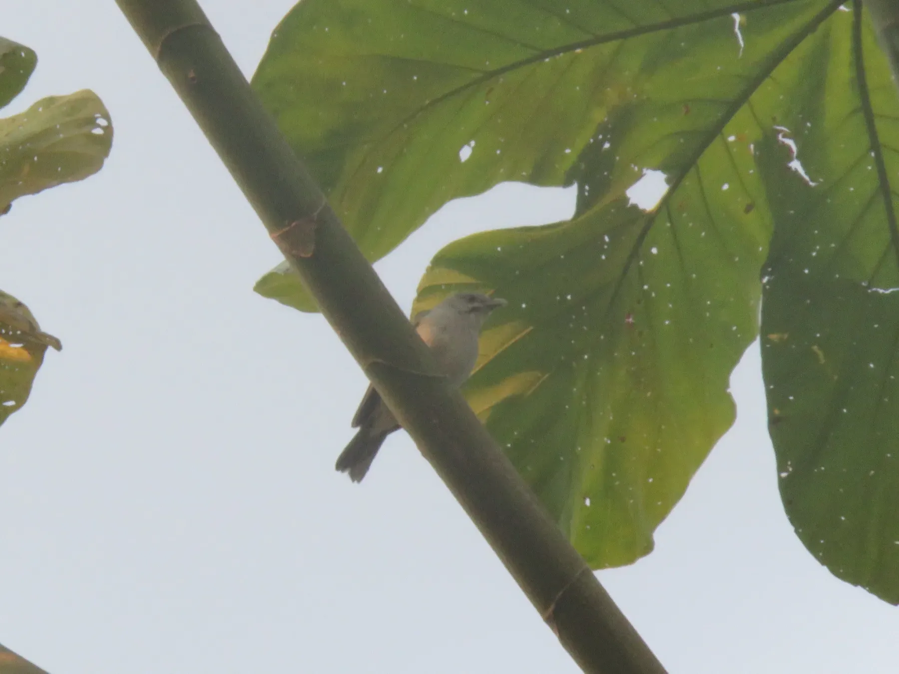 File:Conirostrum margaritae - Vincent A. Vos - 47580425.jpeg