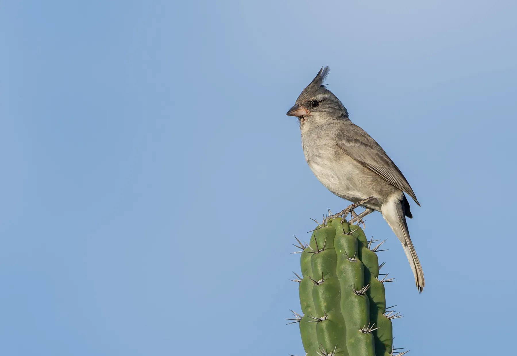 File:Lophospingus griseocristatus - David F. Belmonte - 582750294.jpeg