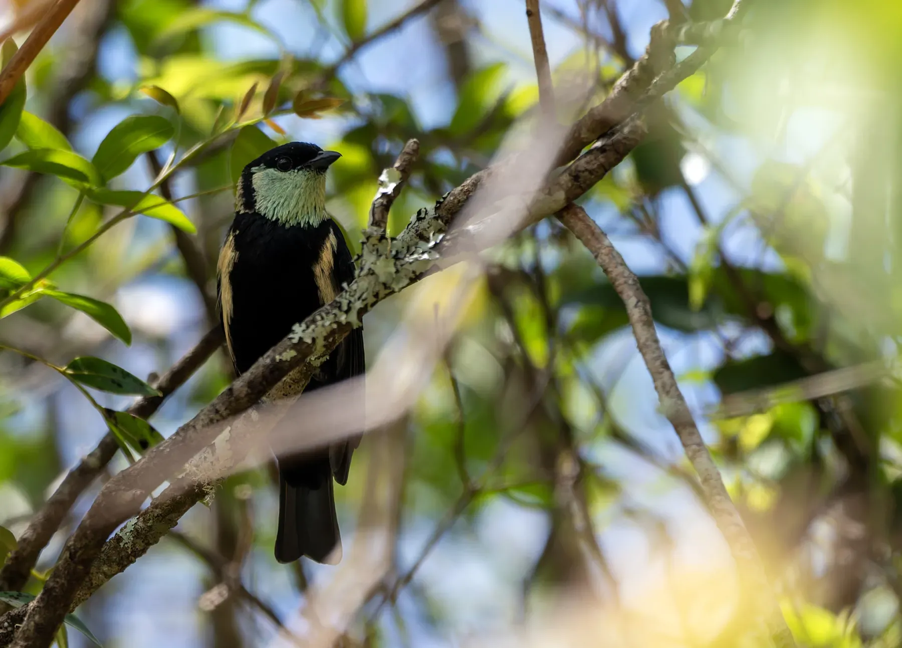 File:Stilpnia argyrofenges argyrofenges - David F. Belmonte - 582108751.jpeg