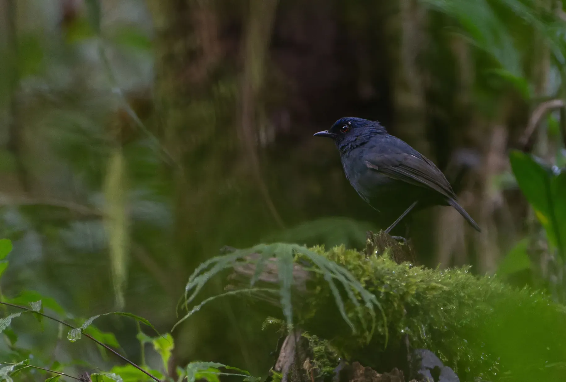 File:Heinrichia calligyna - khalebyordan - 593168458.jpeg