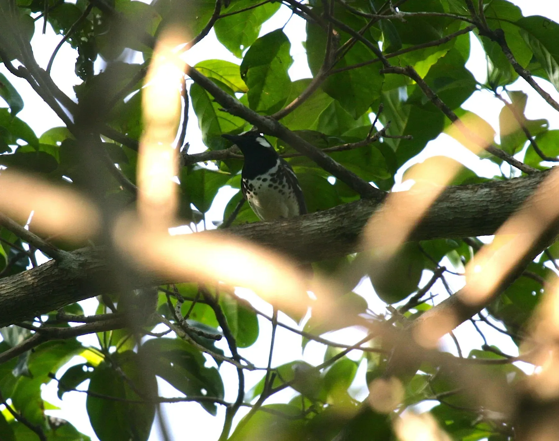 File:Geokichla schistacea - Mikael Bauer - 29195488.jpeg