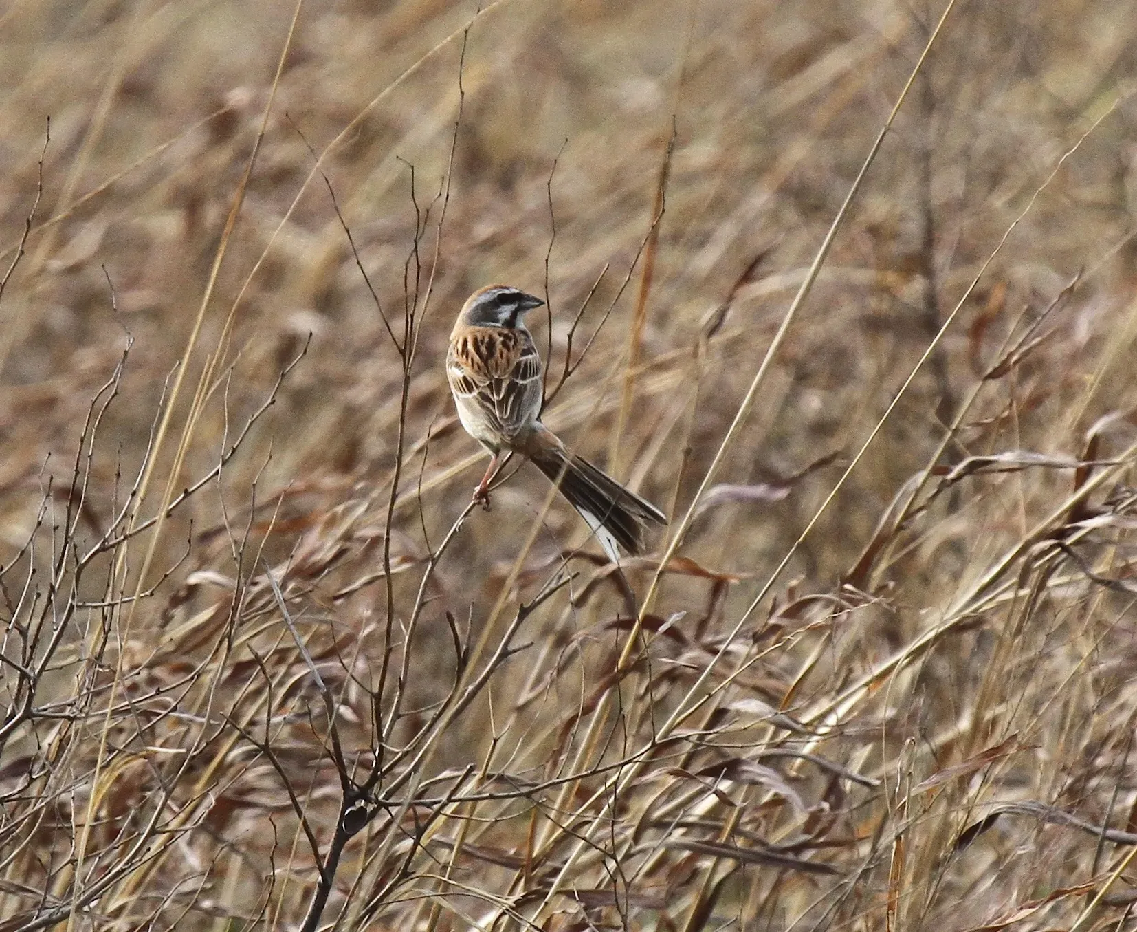 File:Emberiza jankowskii - Mikael Bauer - 29001448.jpeg