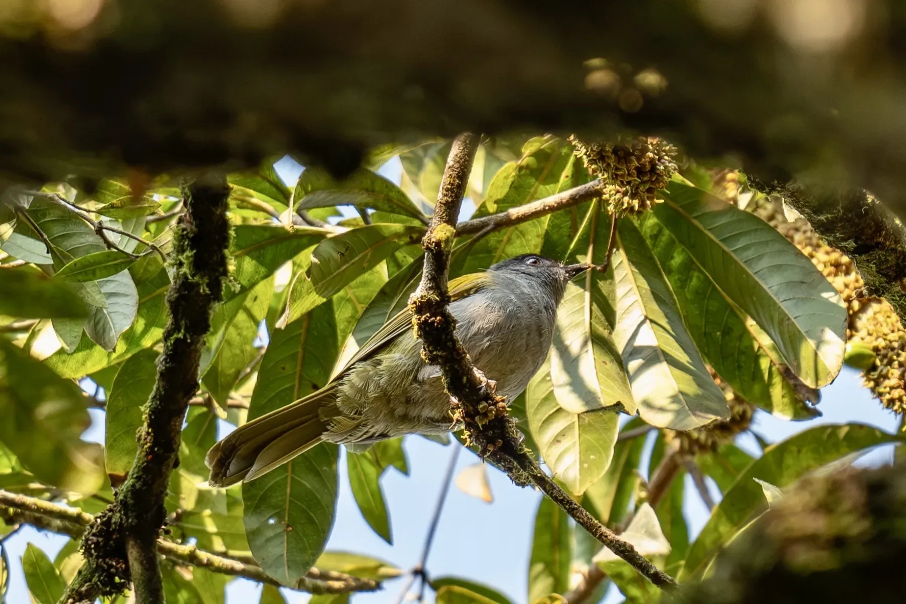 File:Arizelocichla neumanni - Heinrich Human - 568906675.jpeg