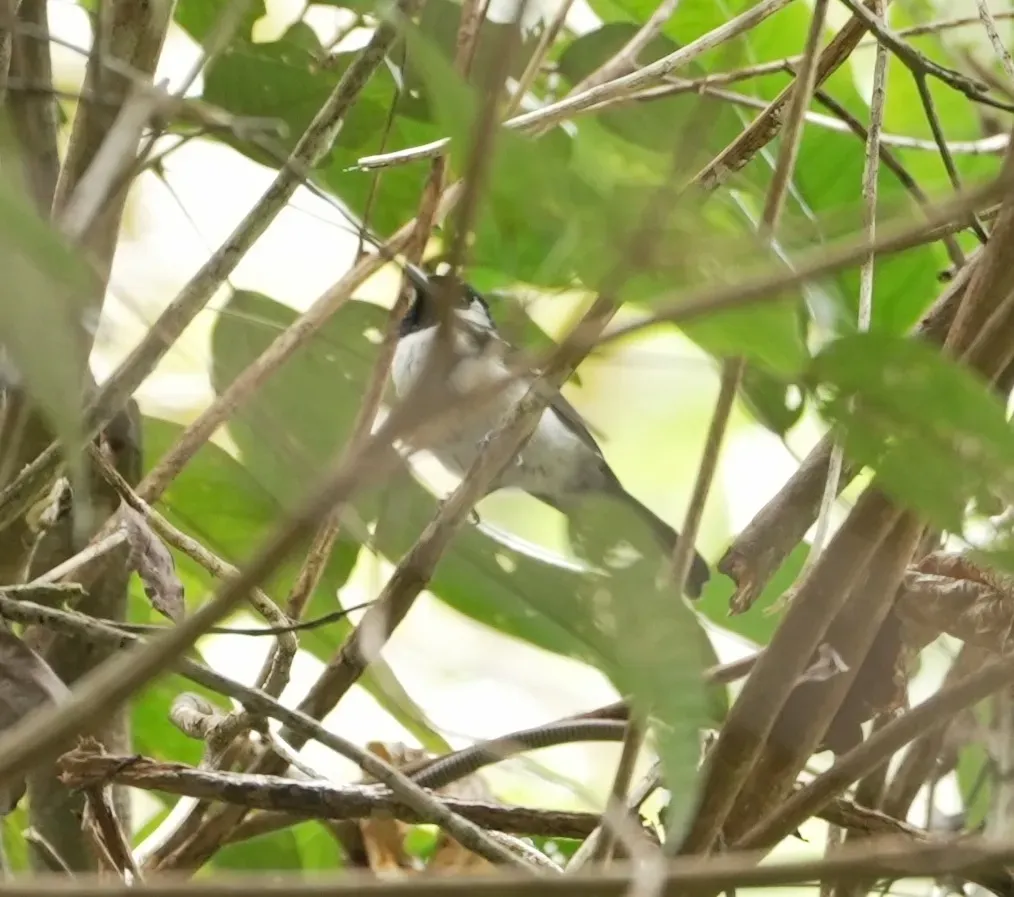 File:Symposiachrus verticalis verticalis - Elven Remérand - 628054467.jpeg