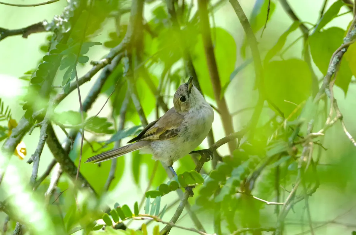 File:Pomarea iphis - Rachael Kaiser - 612795496.jpeg