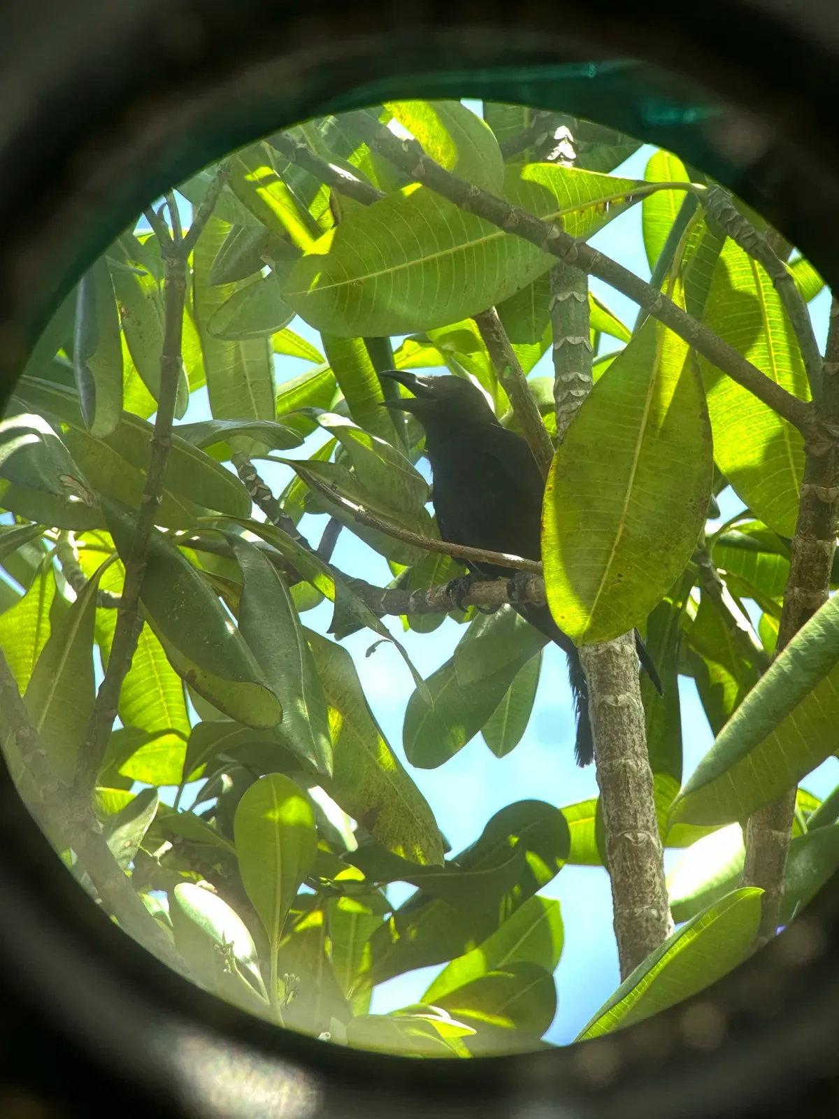 File:Corvus kubaryi - Rachael Kaiser - 582477388.jpeg