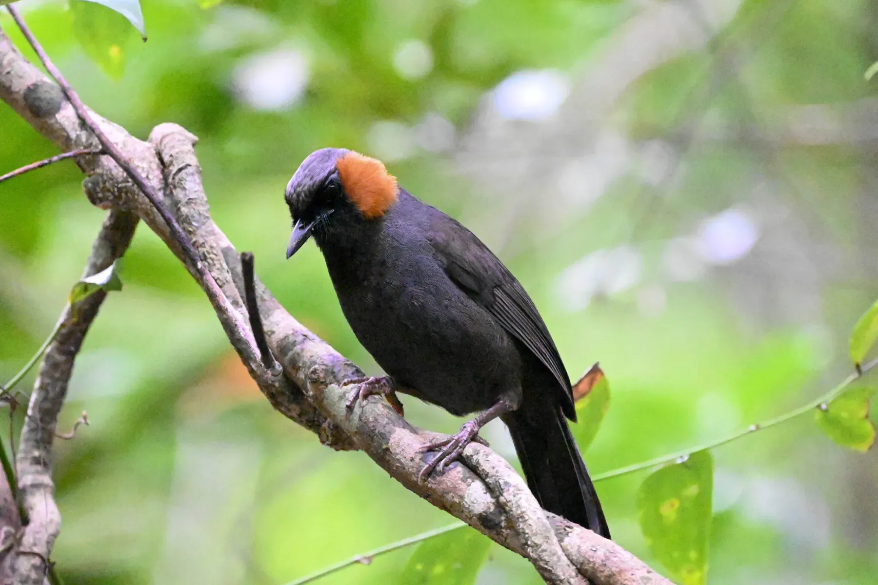 File:Garrulax castanotis - Cloudy - 477193975.jpeg