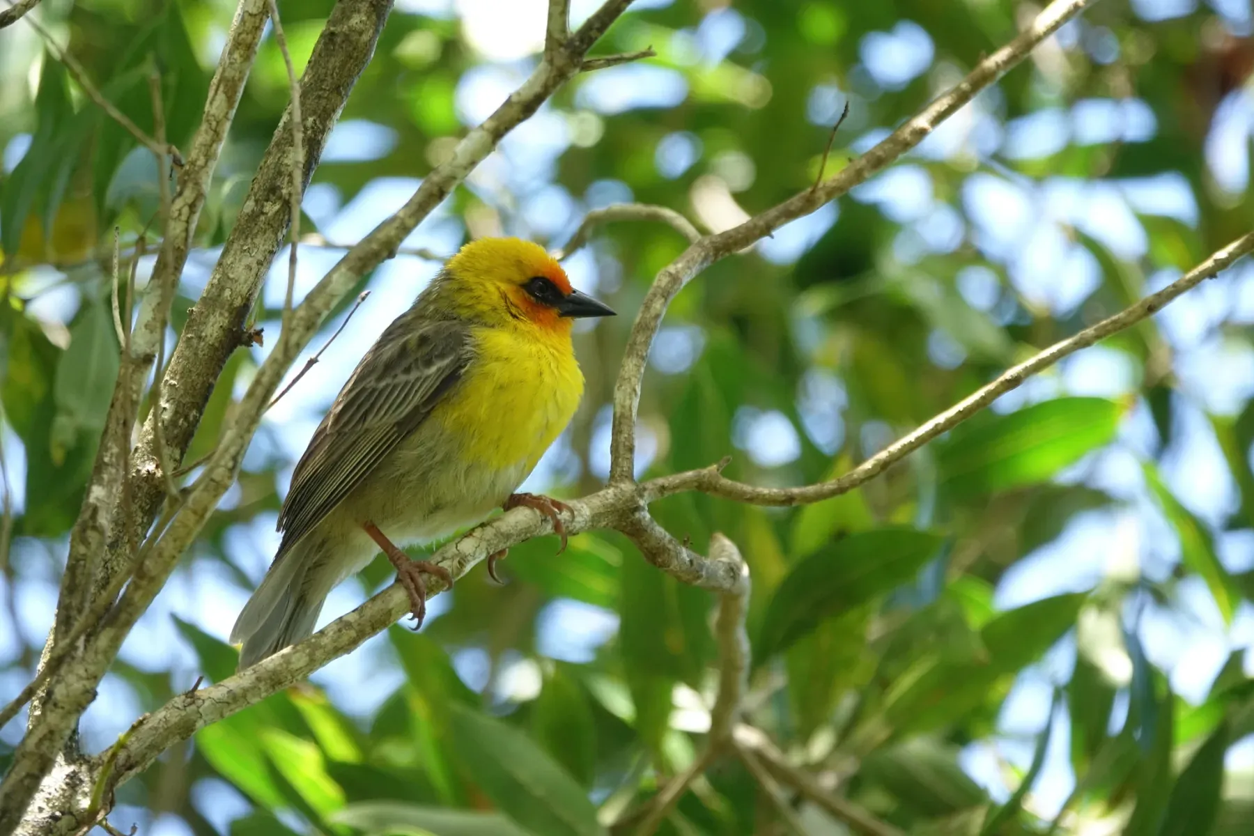 File:Foudia flavicans - pierrickferret - 459218949.jpeg