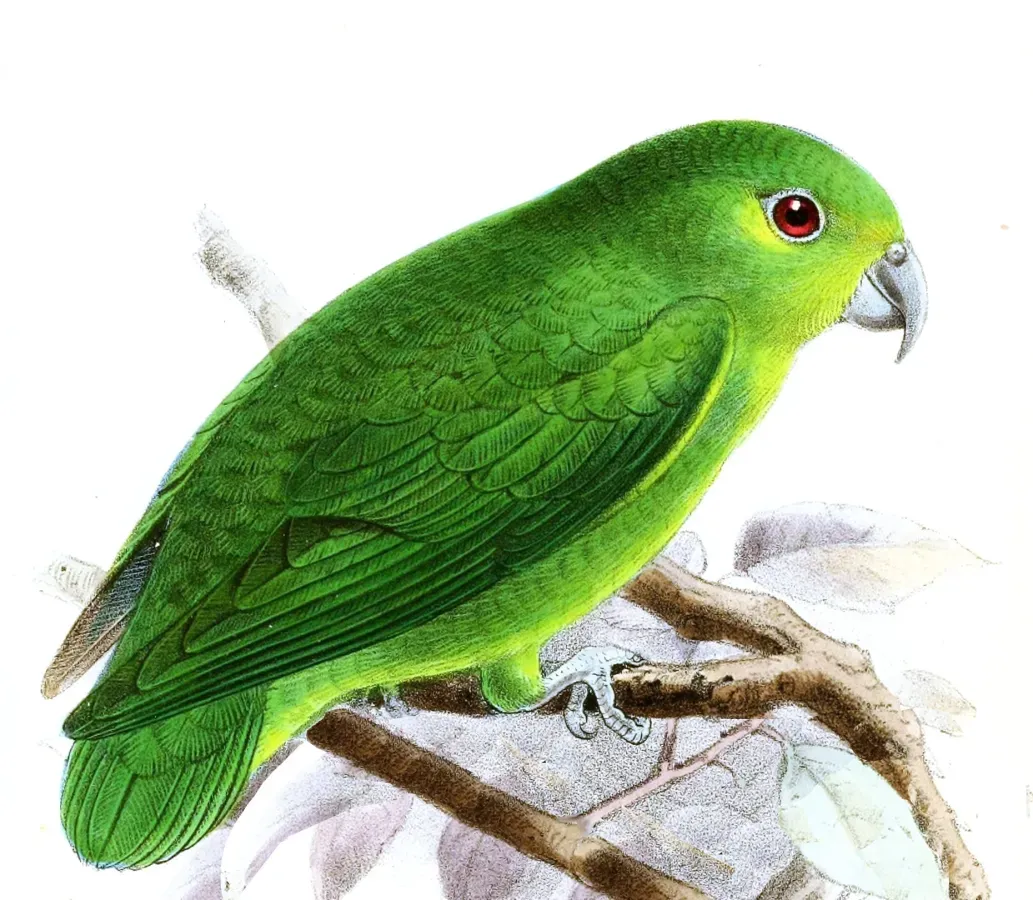 File:Nannopsittaca panychlora Keulemans.jpg