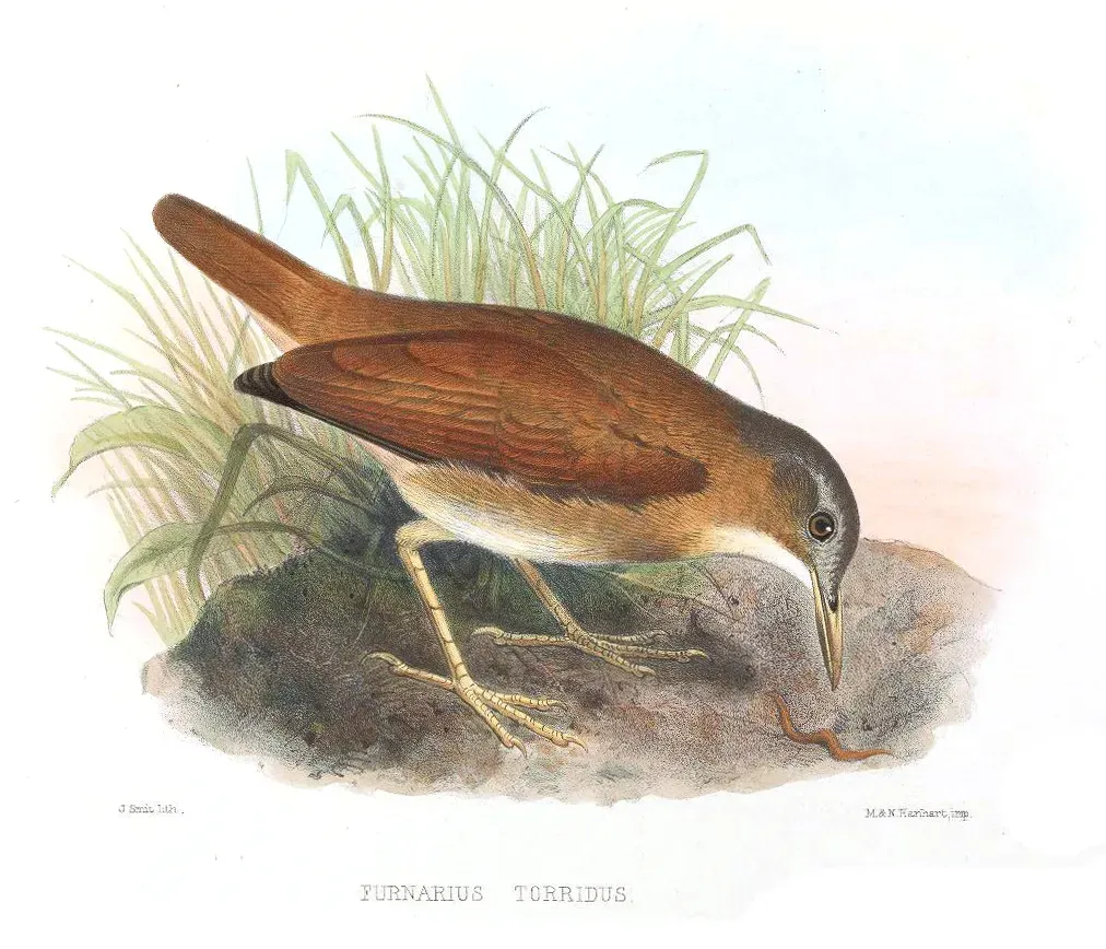 File:FurnariusTorridus2Smit.jpg