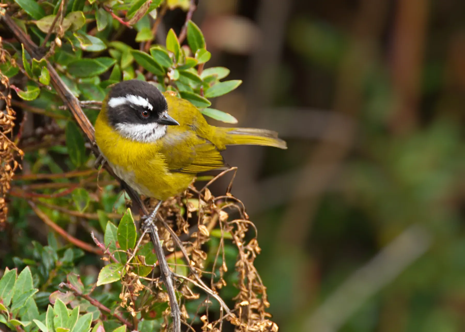 File:Chlorospingus pileatus -Parque Nacional Volcan Irazu, Costa Rica-8a.jpg