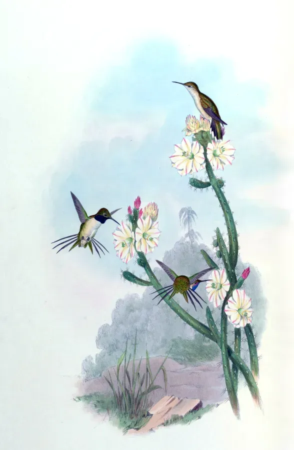File:Eulidia yarrellii.jpg