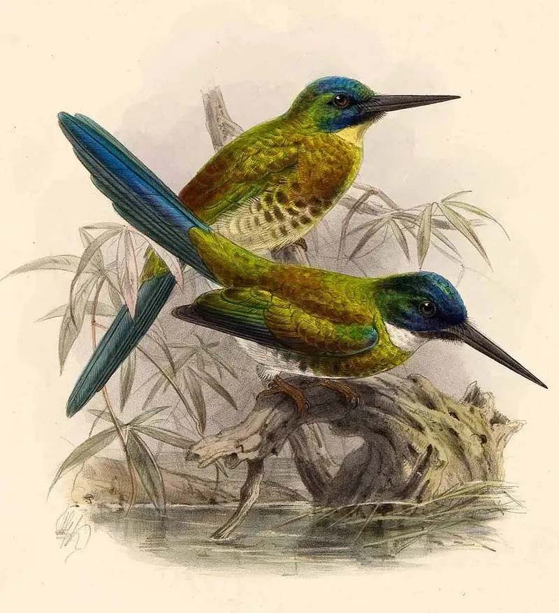 File:Galbula leucogastra Keulemans.jpg