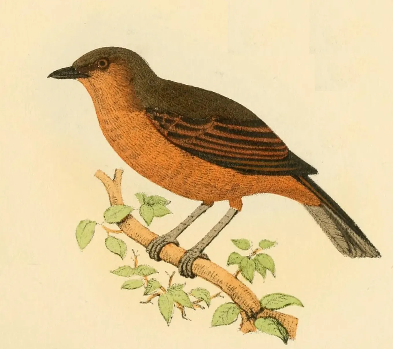 File:Pachycephala vitiensis Finsch.jpg