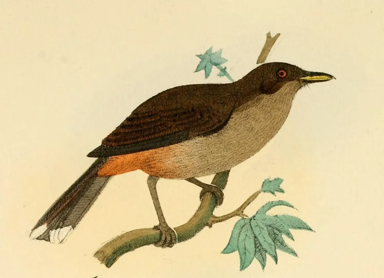 File:Clytorhynchus vitiensis Finsch.jpg