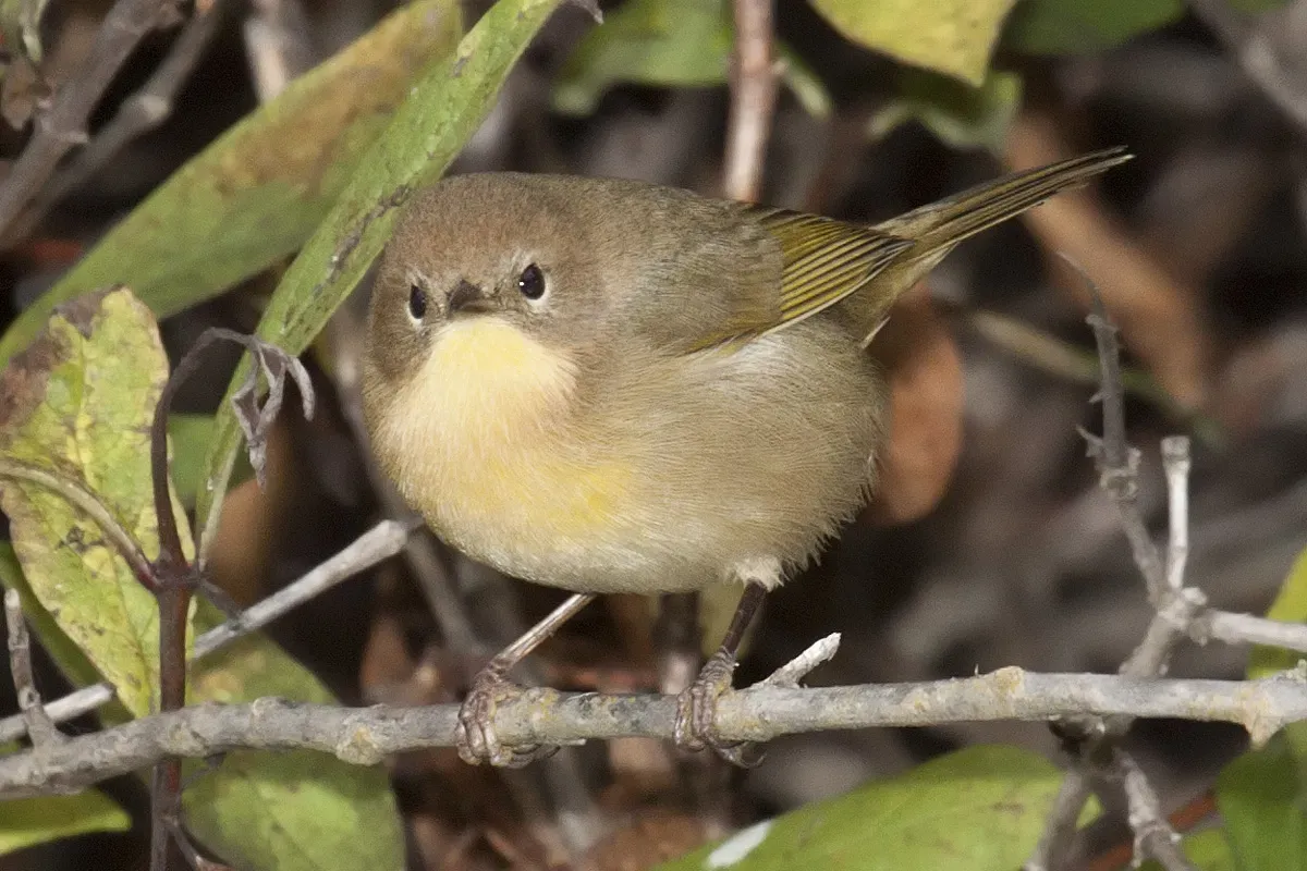 File:Common Yellowthroat, Geothlypis trichas, female.jpg