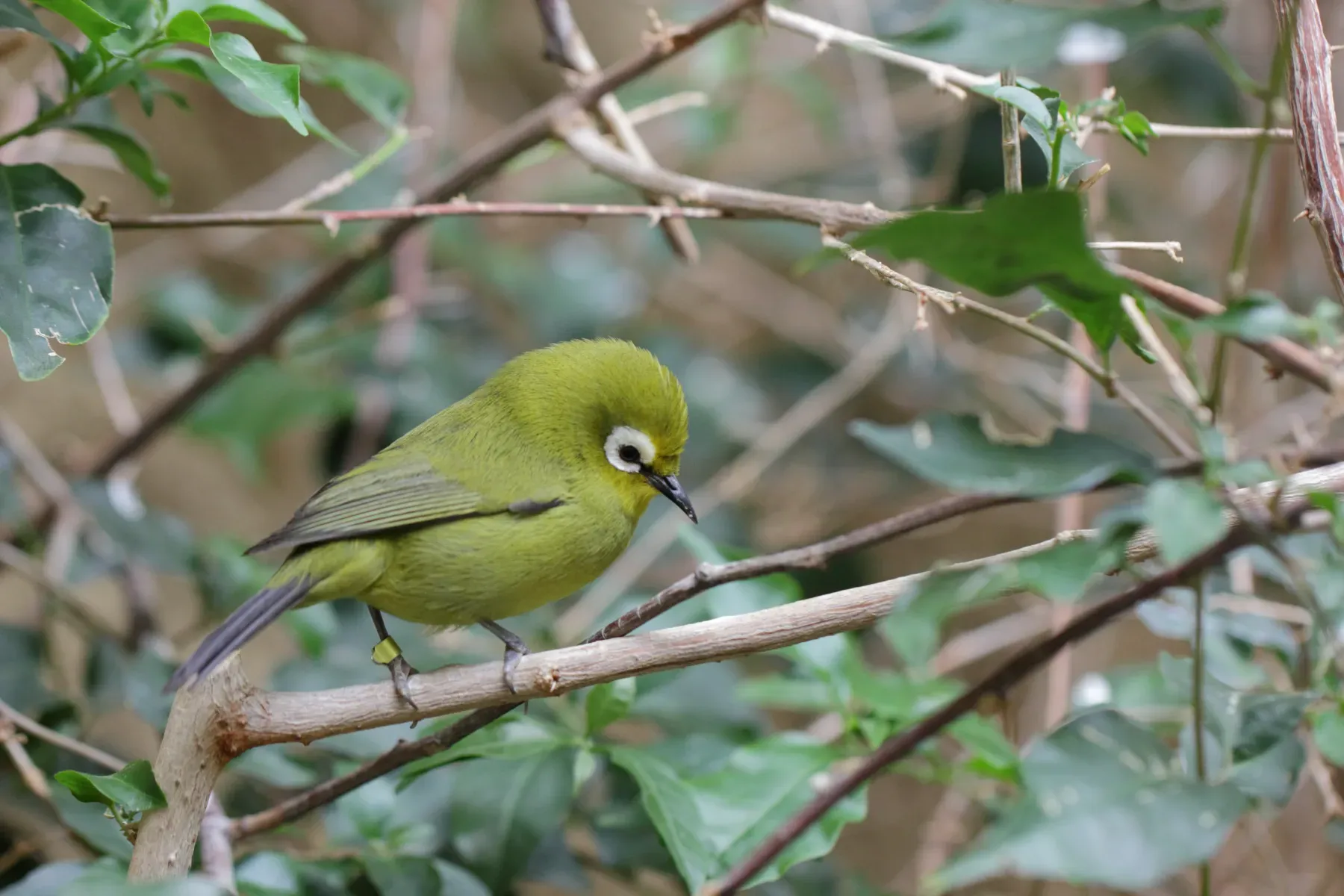 File:Zosterops poliogastrus kikuyuensis - Tiergarten Schönbrunn 3.jpg