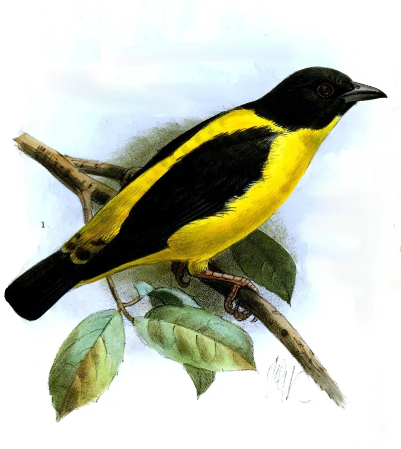 File:Ploceus insignis Keulemans.jpg