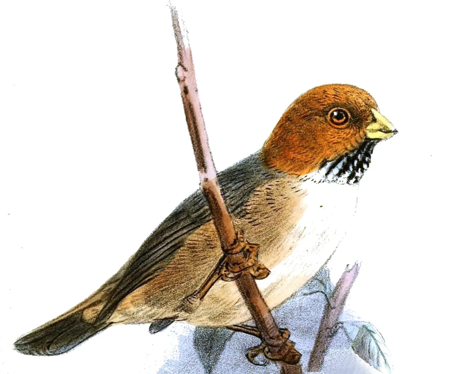 File:Neosuthora davidiana Keulemans.jpg