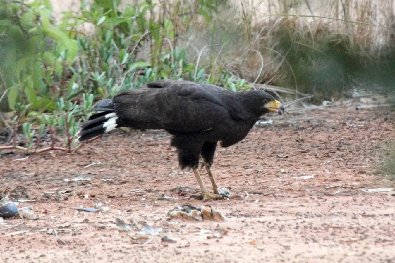 File:Buteogallus anthracinus -Belize-8.jpg