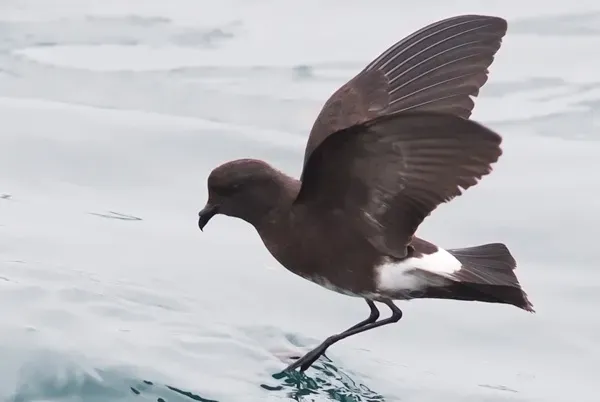 File:Oceanites-gracilis by Roar Johansen.jpg