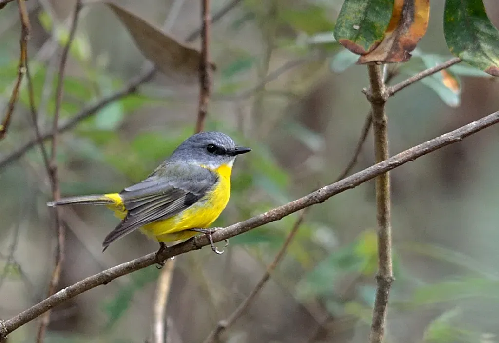 File:Eastern Yellow Robin (Eopsaltria australis).jpg
