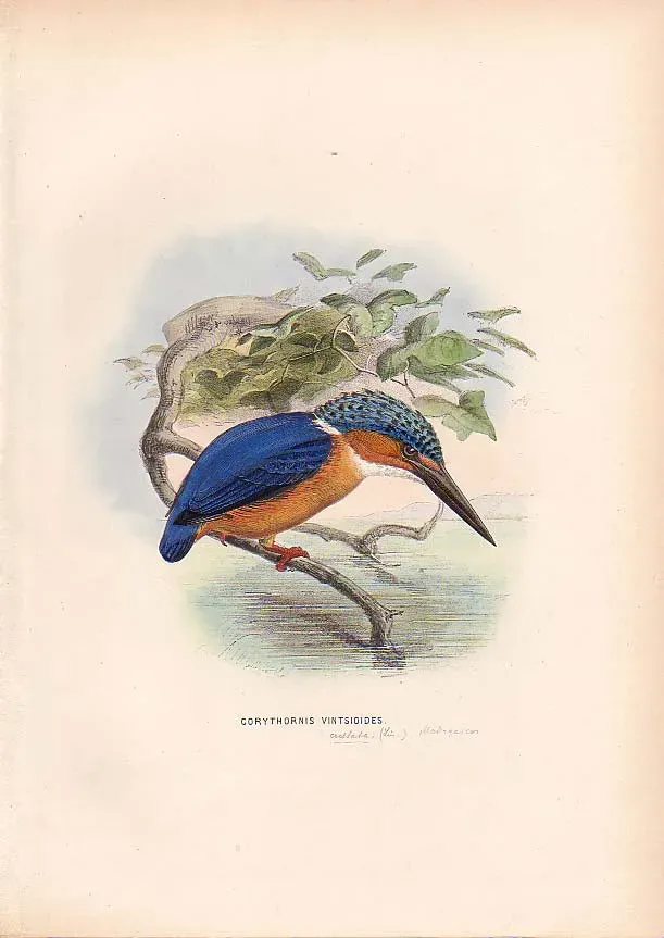 File:CorythornisVintsioides.jpg