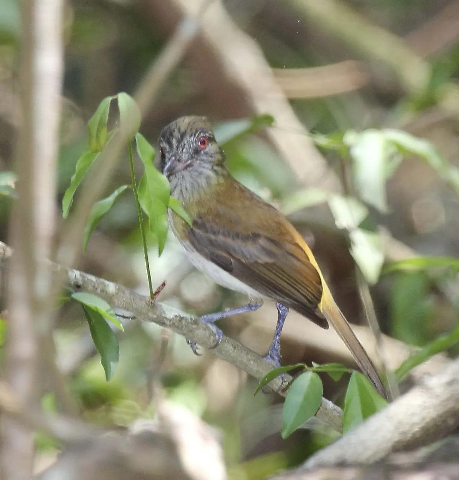 File:Attila spadiceus.jpg