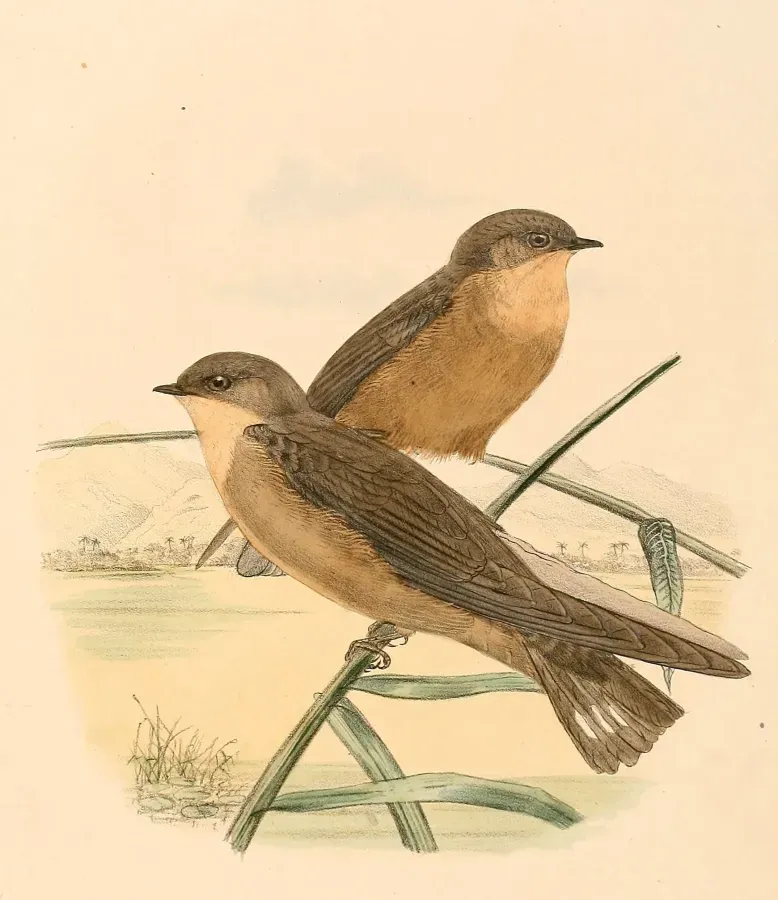File:Ptyonoprogne fuligula rufigula 1894.jpg
