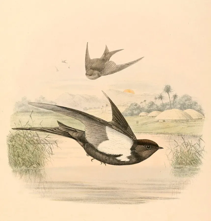 File:Psalidoprocne pristoptera antinorii 1894.jpg