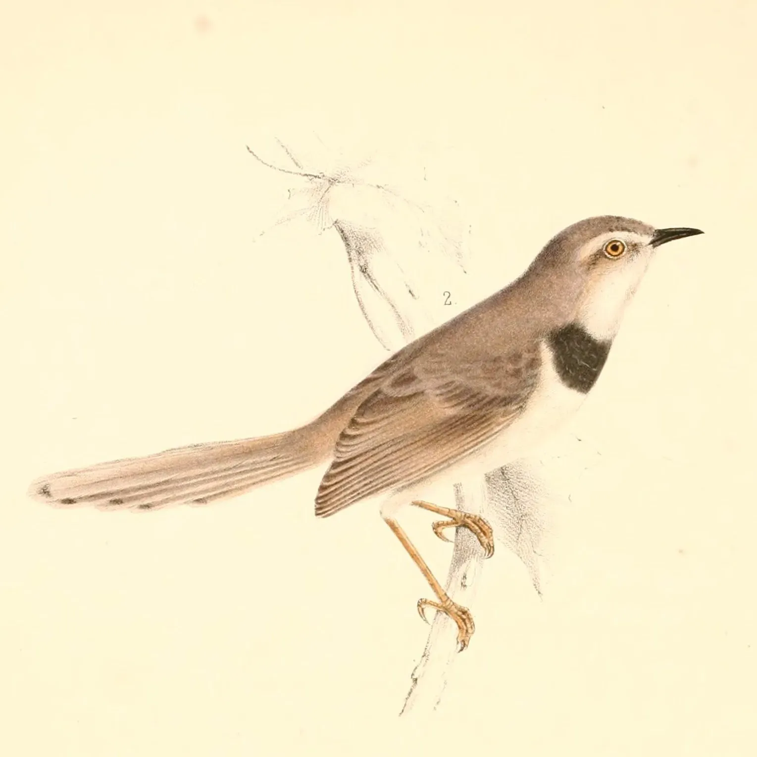 File:Malcorus pectoralis 1838.jpg
