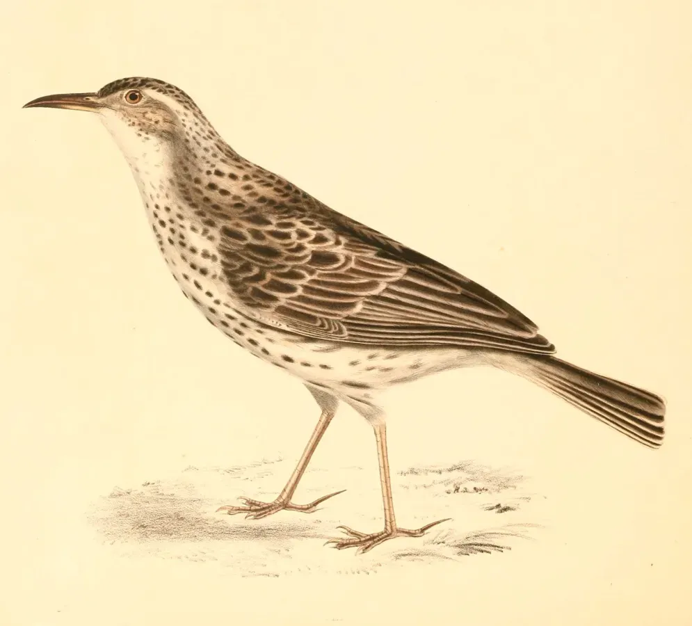 File:Certhilauda curvirostris 1838.jpg