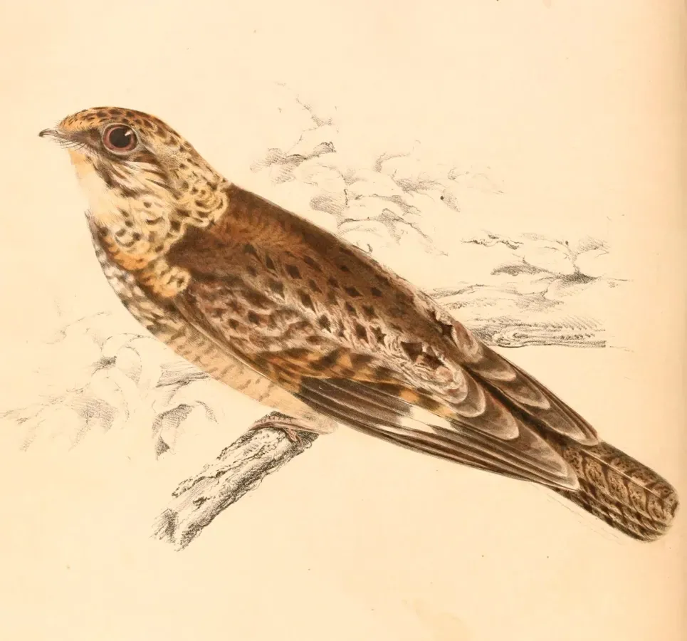 File:Caprimulgus natalensis 1838.jpg