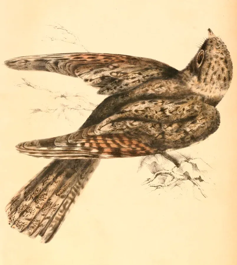 File:Caprimulgus tristigma lentiginosus 1838.jpg