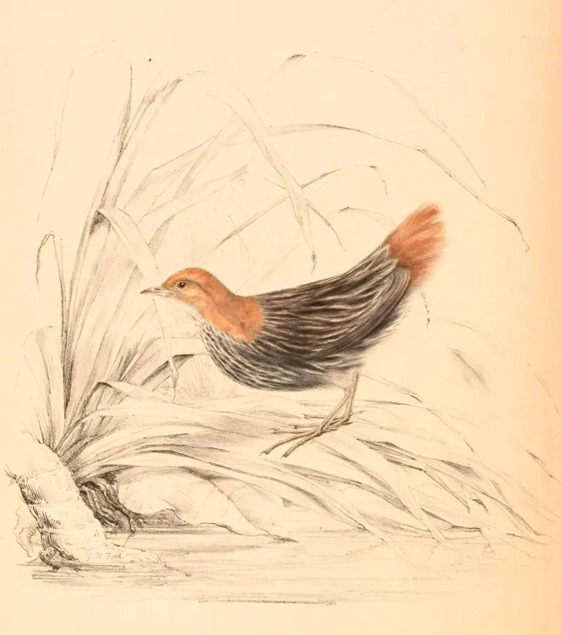 File:Sarothrura affinis affinis 1838.jpg