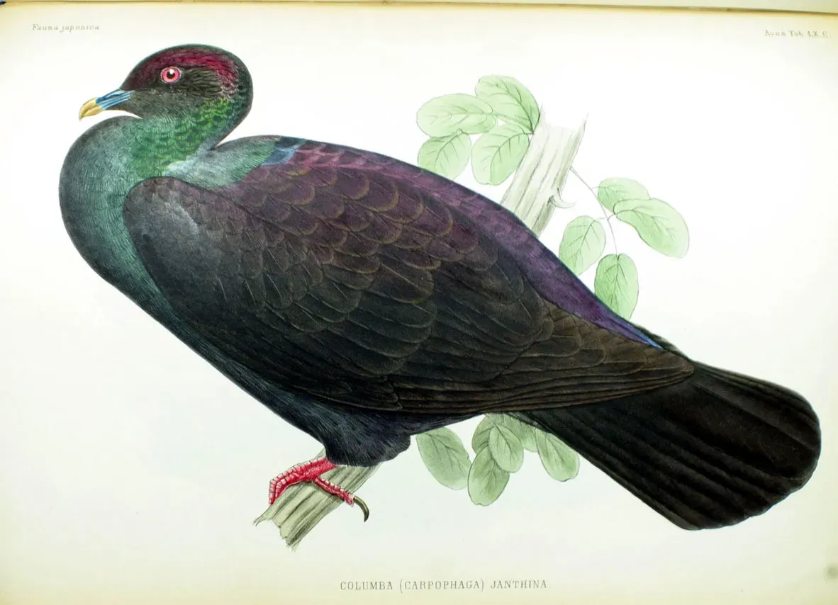 File:Columba (Carpophaga) janthina Fauna Japonica.jpg