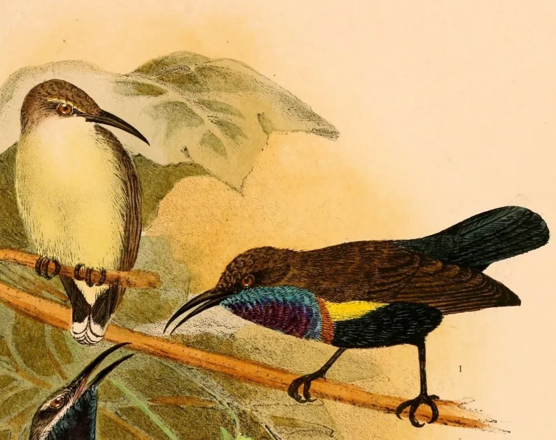 File:Cinnyris jugularis teysmanni 1898.jpg