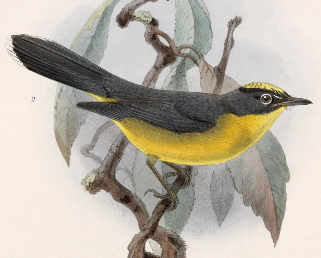 File:Basileuterus lachrymosus 1902.jpg