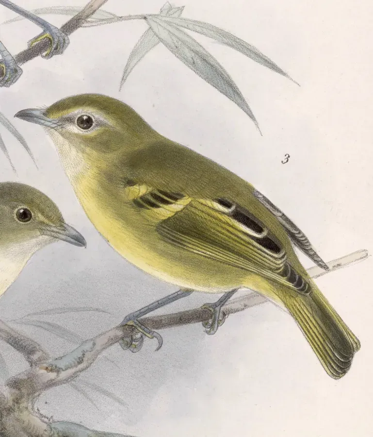 File:Vireo carmioli 1902.jpg
