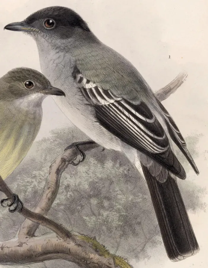 File:Sirystes albogriseus 1902.jpg