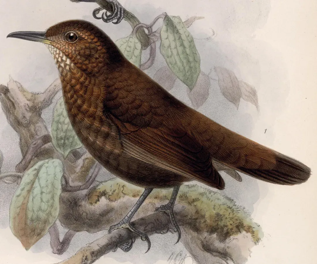 File:Sclerurus guatemalensis 1902.jpg