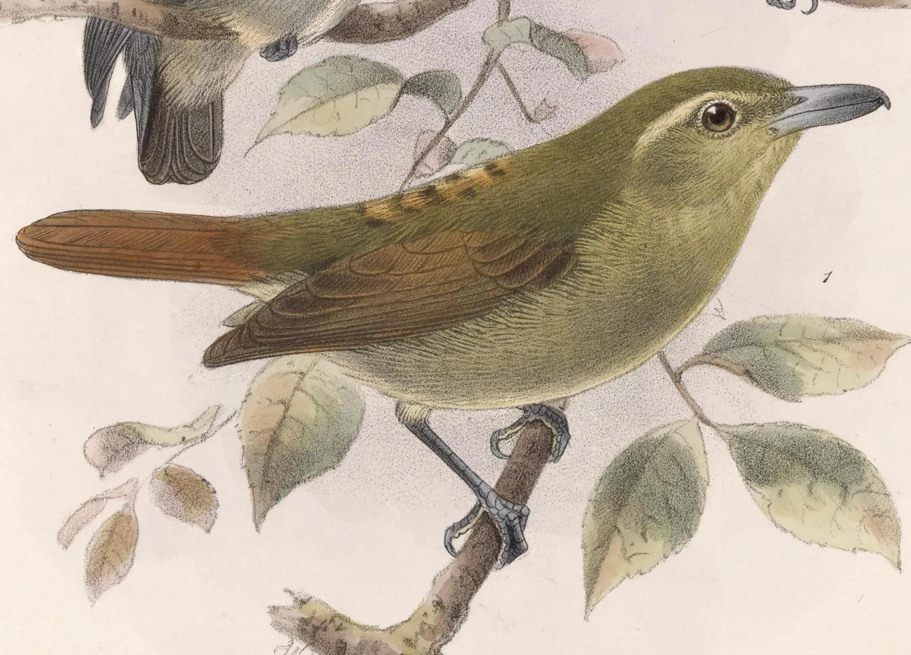 File:Thamnistes anabatinus 1902.jpg