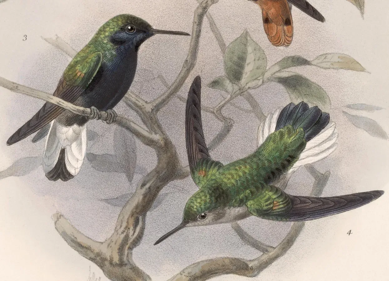 File:Eupherusa nigriventris 1902.jpg