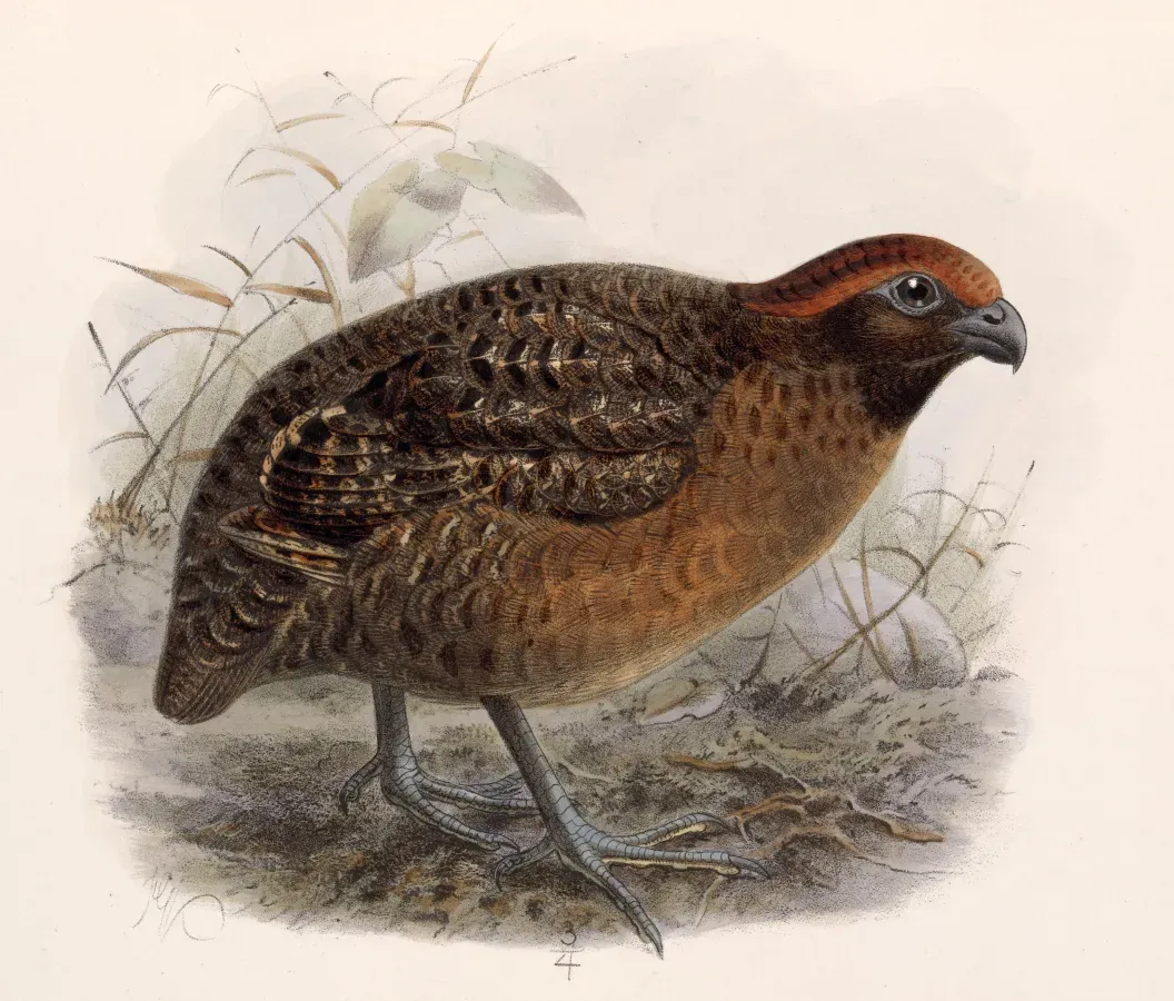 File:Odontophorus melanotis 1902.jpg