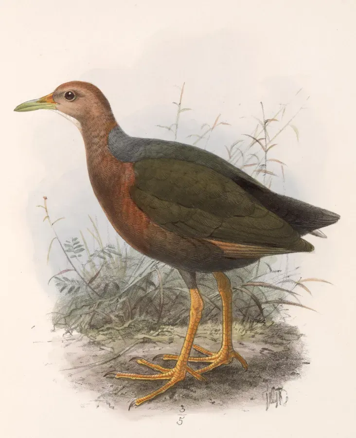 File:Aramides axillaris 1902.jpg