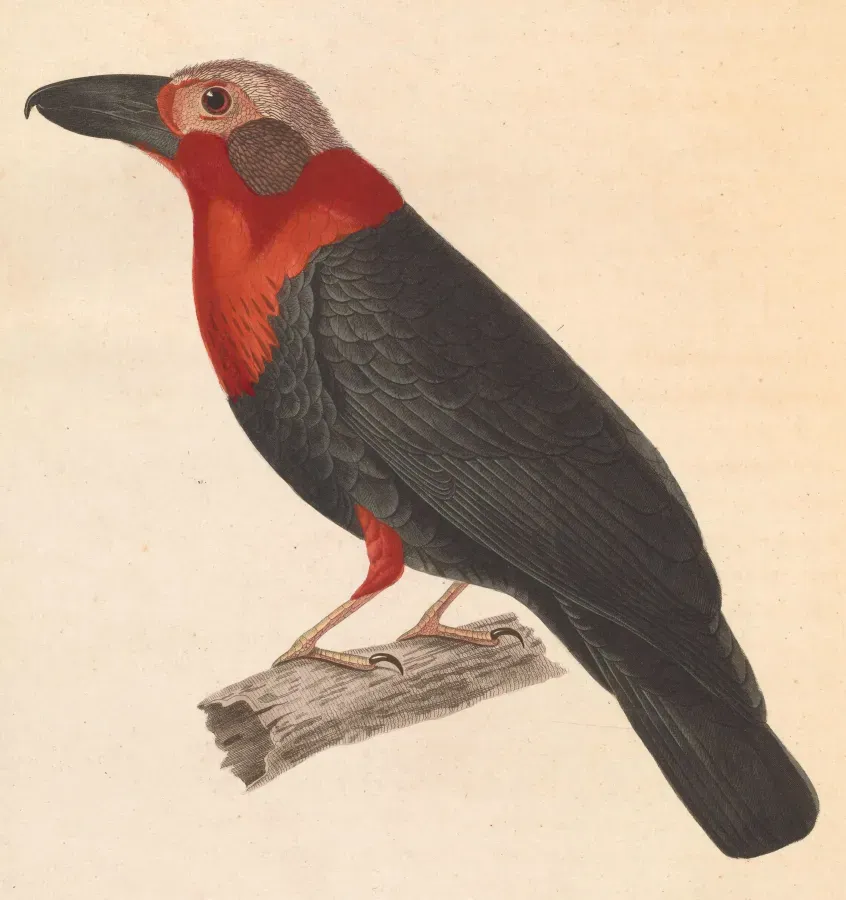 File:Pityriasis gymnocephala 1838.jpg